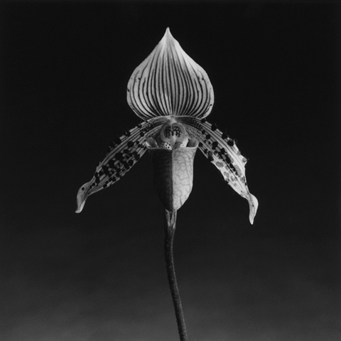<i>Orchid</i>, 1987