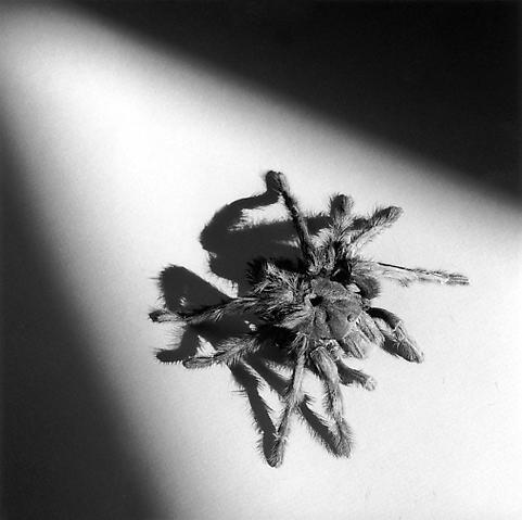 <i>Tarantula</i>, 1988