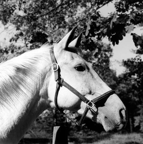 <i>Horse #3</i>, 1982
