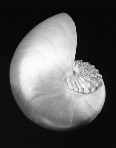 <i>Shell and Crystal</i>, 1986
