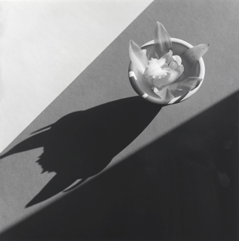 <i>Orchid</i>, 1987