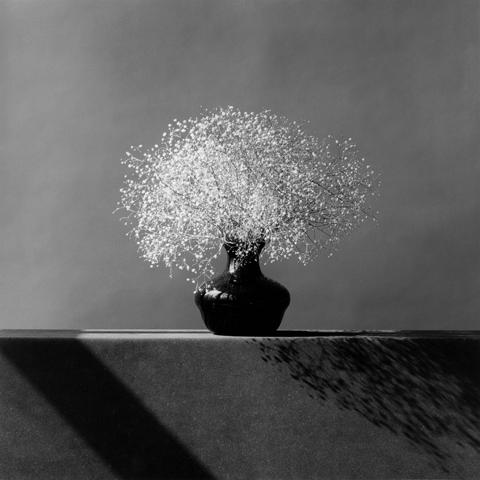 <i>Baby's Breath</i>, 1982