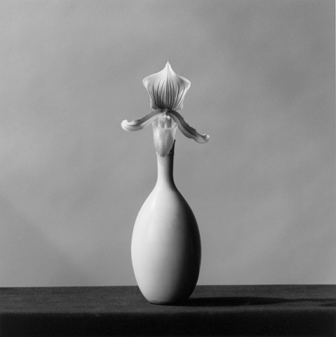 <i>Orchid</i>, 1982
