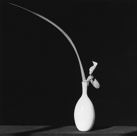 <i>Orchid</i>, 1982