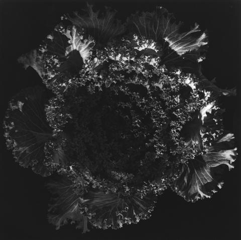 <i>Kale</i>, 1978