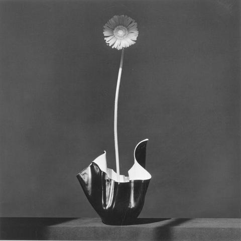 <i>African Daisy</i>, 1982