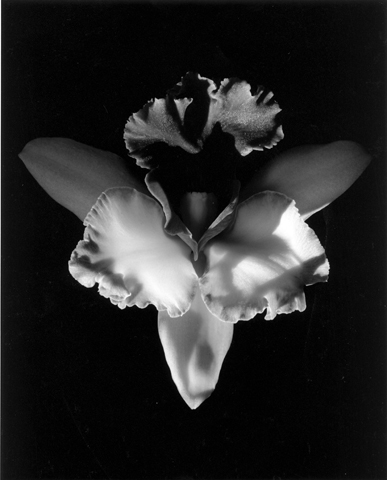 <i>Orchid</i>, 1985