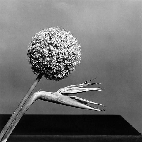 <i>Bird of Paradise</i>, 1979