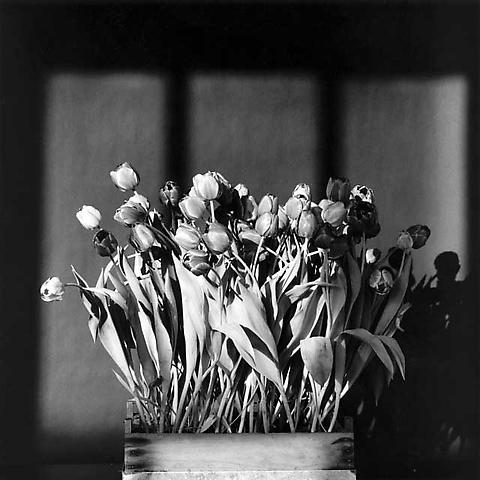 <i>Tulips</i>, 1983