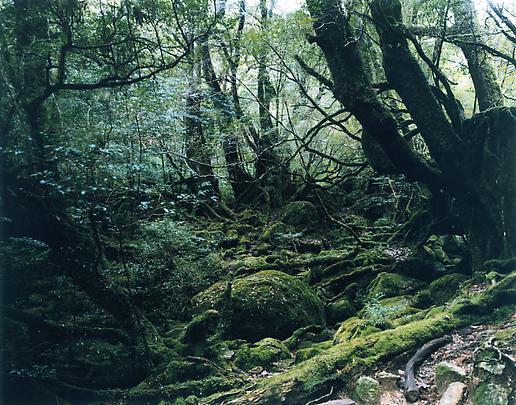 <b>Paradise 13, Yakushima, Japan</b>, 1999 Image