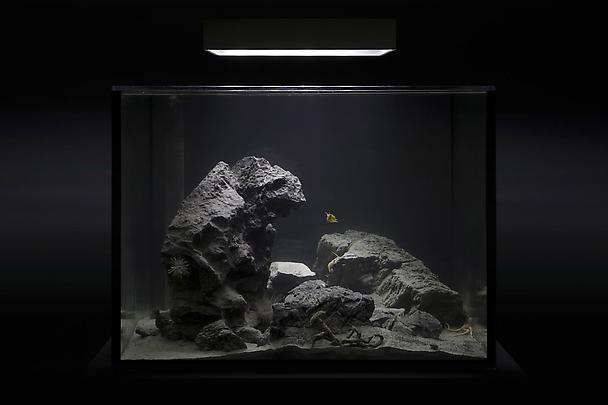 <b>Aquarium</b>, 2010 Image