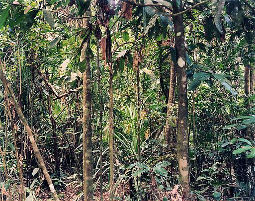 <b>Paradise 4, Daintree, Australia</b>, 1998 Image
