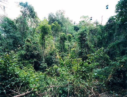 <b>Paradise 11 (Xi Shuang Banna) Provinz Yunnan, China</b>, 1999 Image