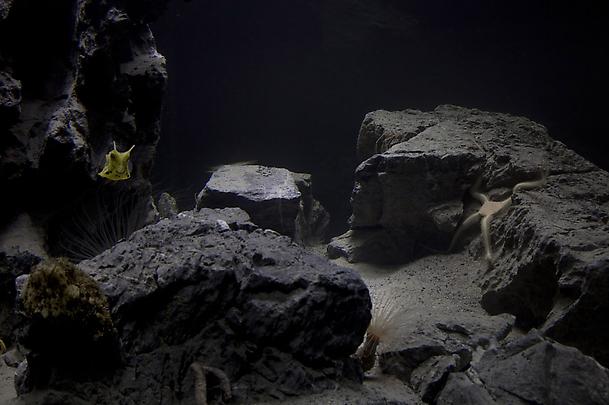 <b>Aquarium</b>, 2010 Image