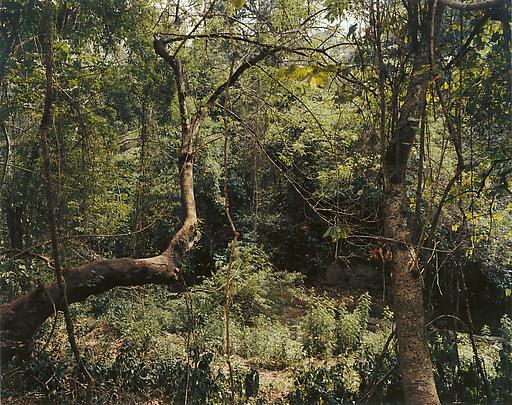 <b>Paradise 12 (Xi Shuang Banna) Provinz Yunnan, China</b>, 1999 Image