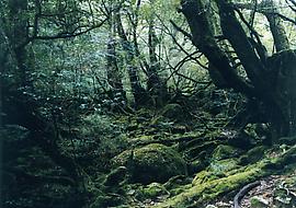 Thomas Struth