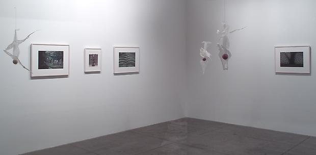 Installation view North Viewing Room: 

<b>Mixiote</b>, 2001

On the wall: <b>Tree Through Leaves</b>, 2001 Image