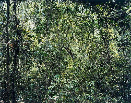 <b>Paradise 9 (Xi Shuang Banna) Provinz Yunnan, China</b>, 1999 Image