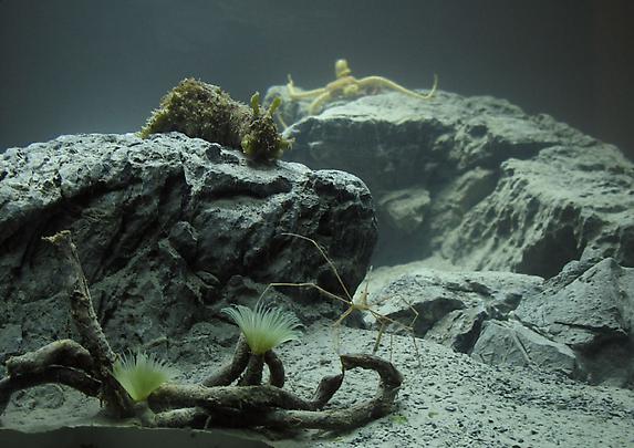 <b>Aquarium</b>, 2010 Image