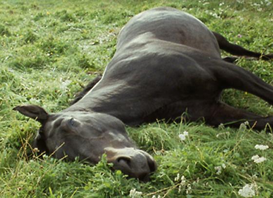 <b>Running Thunder</b>, 2007 Image