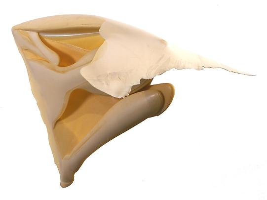 <b>Under Tow</b>, 2003 Image