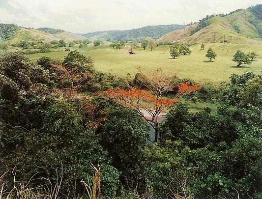 <b>Paradise 5, Daintree, Australia</b>, 1999 Image