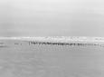 Robert Adams