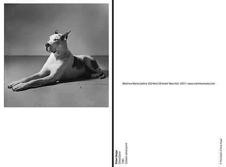 Great Dane
1981
Gelatin silver print
