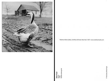 Goose
1984
Gelatin silver print