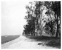 <i>Abandoned windbreaks, west of Fontana, California</i>
1983
Gelatin-silver print
11 x 14 inches; 28 x 36 cm