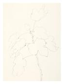 <i>Fig</i>
1982
Graphite on paper
30 x 22 inches; 76 x 56 cm