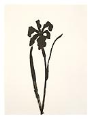 <i>Siberian Iris</i>
1989
Ink on paper
30 1/16 x 22 1/2 inches; 76.5 x 57 cm