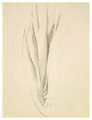 Georgia O'Keeffe
<i>Plant Form-Aloe</i>
1934
Graphite on paper
10 3/16 x 7 3/4 inches; 26 x 20 cm