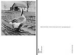 Goose
1984
Gelatin silver print