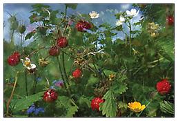 <i>Untitled</i>
1997-98
Inkjet print
 29 1/8 x 42 1/8 inches; 74 x 107 cm