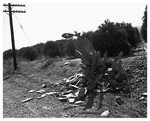 <i>Ornamental Cactus Destroyed by Shotgun Fire, Redlands, California</i>
1978
Gelatin-silver print
20 x 16 inches; 41 x 51 cm