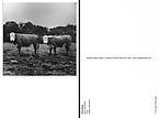 Butch and Buster
1978
Gelatin silver print