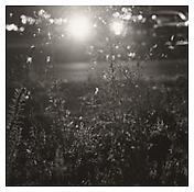<i>Longmont, Colorado</i>
1980
Gelatin-silver print
Image: 14 1/2 x 15 inches; 37 x 38 cm
Sheet: 20 x 16 inches; 51 x 41 cm