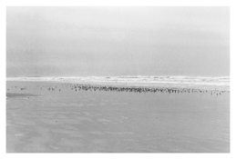<i>On Any Given Day in Spring (I)</i>
2007    
Gelatin-silver print 
Image: 5 7/8 x 8 7/8 inches; 15 x 23 cm   
Sheet: 11 x 14 inches; 28 x 36 cm