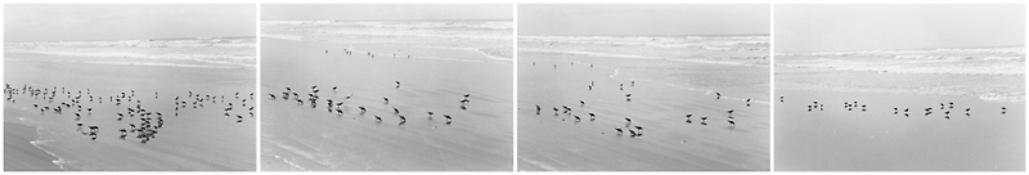 <i>On Any Given Day in Spring (II A-D)</i>
2008   
Four gelatin-silver prints 
Each image: 5 7/8 x 8 7/8 inches; 15 x 23 cm   
Each sheet: 11 x 14 inches; 28 x 36 cm