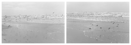 <i>On Any Given Day in Spring (IV A-B)</i>
2008   
Two gelatin-silver prints 
Each image: 5 7/8 x 8 7/8 inches; 15 x 23 cm   
Each sheet: 11 x 14 inches; 28 x 36 cm
