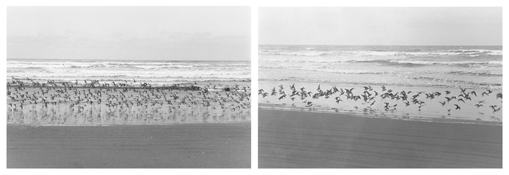 <i>On Any Given Day in Spring (V A-B)</i>
2008   
Two gelatin-silver prints 
Each image: 5 7/8 x 8 7/8 inches; 15 x 23 cm   
Each sheet: 11 x 14 inches; 28 x 36 cm