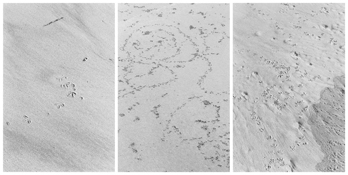 <i>On Any Given Day in Spring (VI A-C)</i>
2000-2008   
Three gelatin-silver prints 
Each image: 7 7/8 x 5 1/4 inches; 20 x 13 cm   
Each sheet: 14 x 11 inches; 36 x 28 cm