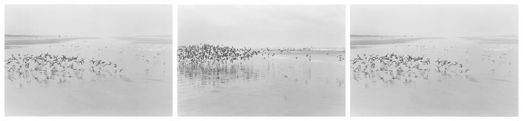 <i>On Any Given Day in Spring (VII A-C)</i>
2007-2008   
Three gelatin-silver prints 
Each image: 5 7/8 x 8 7/8 inches; 15 x 23 cm   
Each sheet: 11 x 14 inches; 28 x 36 cm