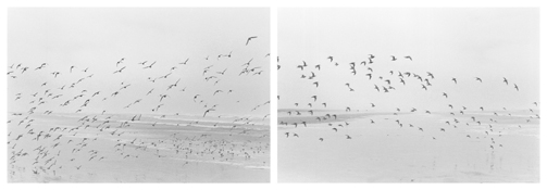 <i>On Any Given Day in Spring (VIII A-B)</i>
2007   
Two gelatin-silver prints 
Each image: 5 7/8 x 8 7/8 inches; 15 x 23 cm   
Each sheet: 11 x 14 inches; 28 x 36 cm