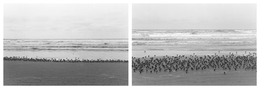 <i>On Any Given Day in Spring (X A-B)</i>
2008   
Two gelatin-silver prints 
Each image: 5 7/8 x 8 7/8 inches; 15 x 23 cm   
Each sheet: 11 x 14 inches; 28 x 36 cm