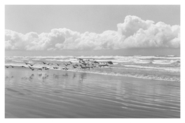 <i>On Any Given Day in Spring (XIII)</i>
2009   
Gelatin-silver print 
Image: 5 5/8 x 8 5/8 inches; 14 x 22 cm   
Sheet: 11 x 14 inches; 28 x 36 cm