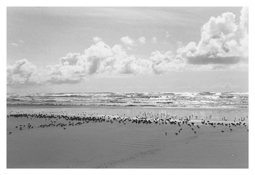 <i>On Any Given Day in Spring (XIV)</i>
2009   
Gelatin-silver print 
Image: 5 7/8 x 8 7/8 inches; 15 x 23 cm   
Sheet: 11 x 14 inches; 28 x 36 cm
