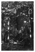 <i>Light Balances (I)</i>
2011   
Gelatin-silver print 
Image: 7 7/8 x 5 1/4 inches; 20 x 13 cm   
Sheet: 14 x 11 inches; 36 x 28 cm