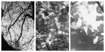 <i>Light Balances (II A-C)</i>
2008-2011   
Three gelatin-silver prints 
Each image: 7 7/8 x 5 1/4 inches; 20 x 13 cm   
Each sheet: 14 x 11 inches; 36 x 28 cm